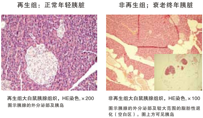 菲彩国际集团_四、动物体内原位再生回复实验期(2002—2007年)