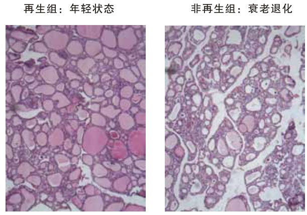 菲彩国际集团_四、动物体内原位再生回复实验期(2002—2007年)