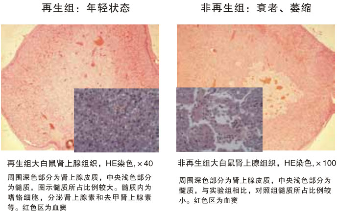 菲彩国际集团_四、动物体内原位再生回复实验期(2002—2007年)