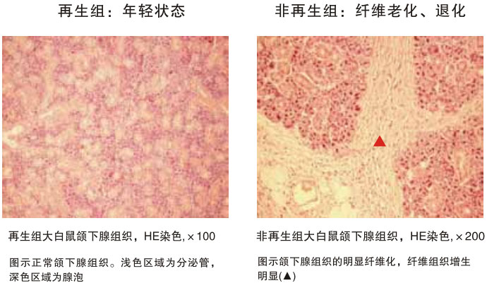 菲彩国际集团_四、动物体内原位再生回复实验期(2002—2007年)