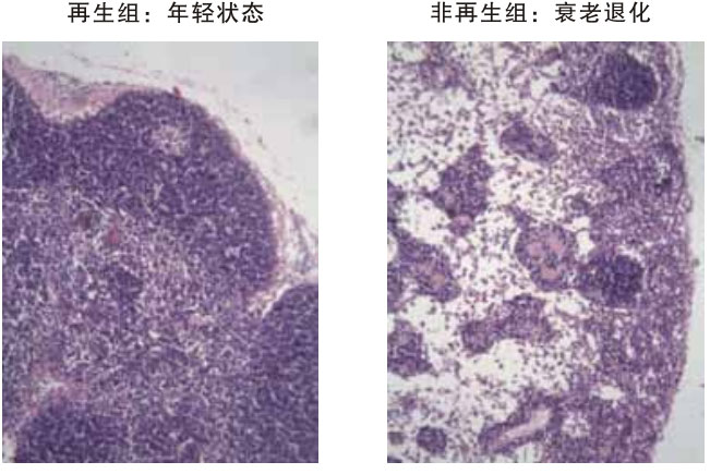 菲彩国际集团_四、动物体内原位再生回复实验期(2002—2007年)