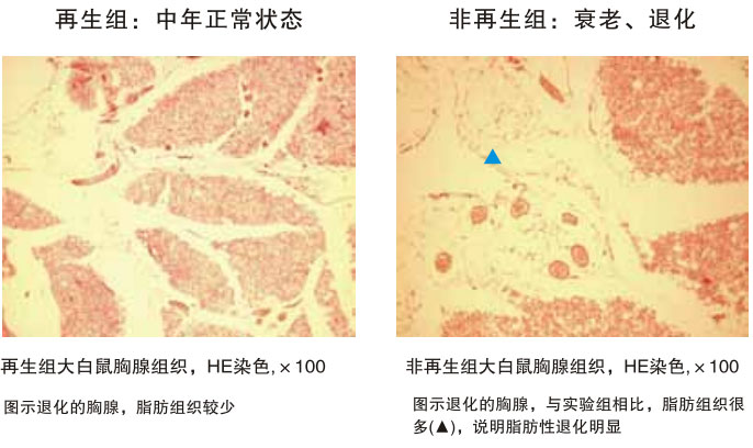菲彩国际集团_四、动物体内原位再生回复实验期(2002—2007年)