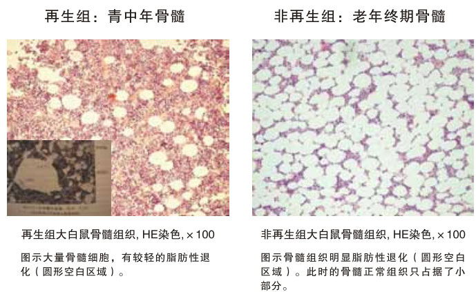 菲彩国际集团_四、动物体内原位再生回复实验期(2002—2007年)
