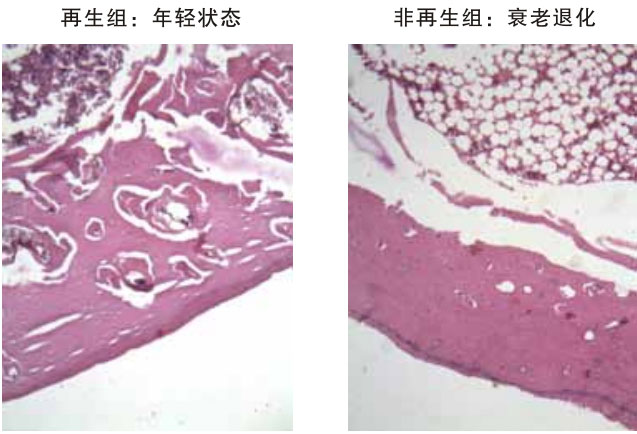 菲彩国际集团_四、动物体内原位再生回复实验期(2002—2007年)