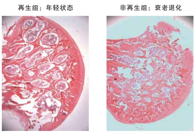 菲彩国际集团_四、动物体内原位再生回复实验期(2002—2007年)