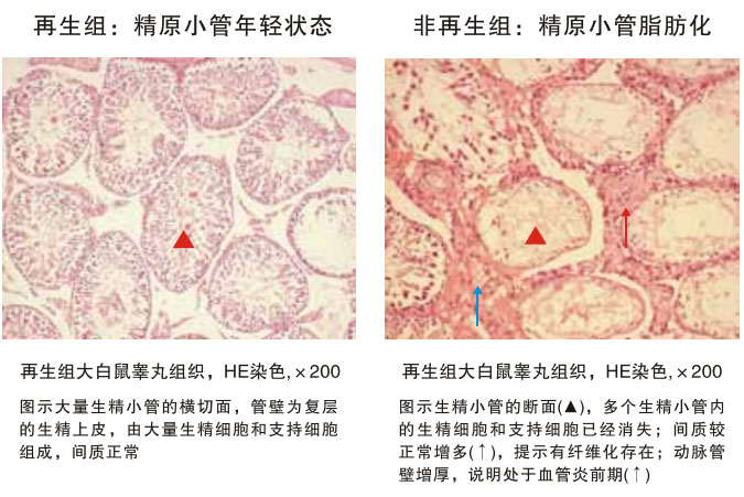 菲彩国际集团_四、动物体内原位再生回复实验期(2002—2007年)