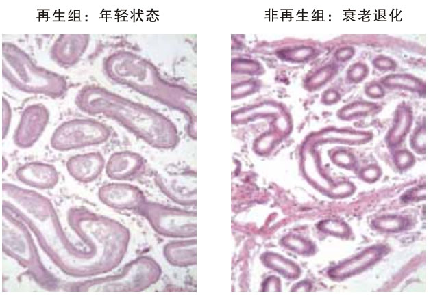 菲彩国际集团_四、动物体内原位再生回复实验期(2002—2007年)
