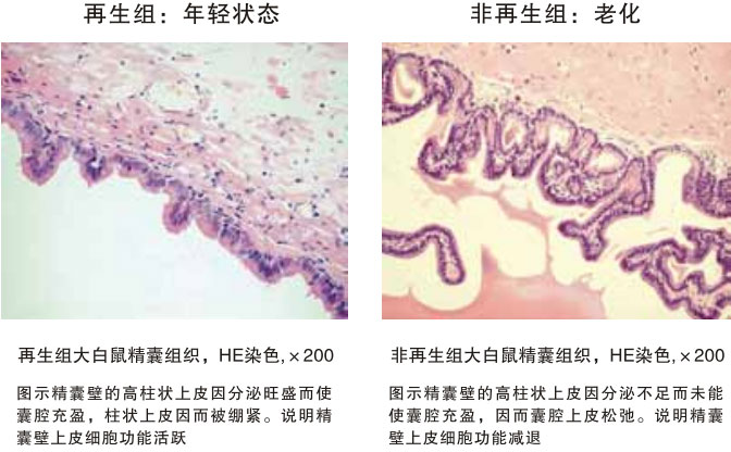菲彩国际集团_四、动物体内原位再生回复实验期(2002—2007年)