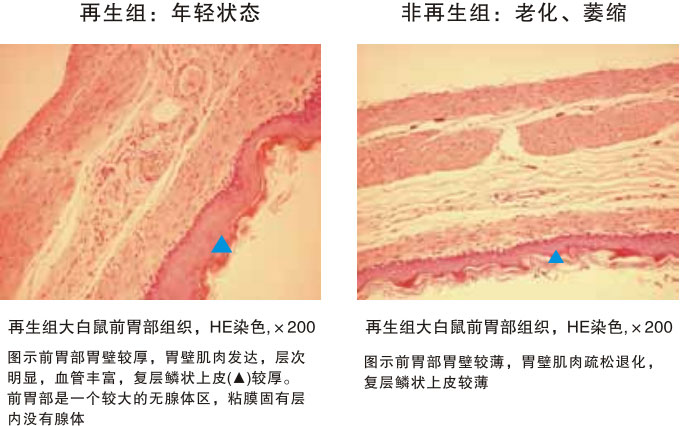 菲彩国际集团_四、动物体内原位再生回复实验期(2002—2007年)