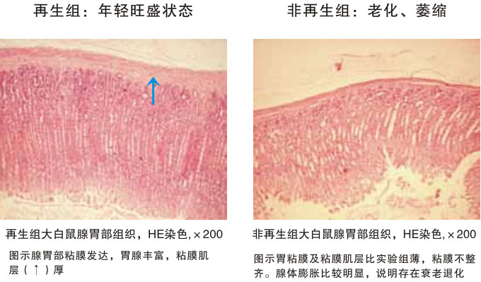 菲彩国际集团_四、动物体内原位再生回复实验期(2002—2007年)
