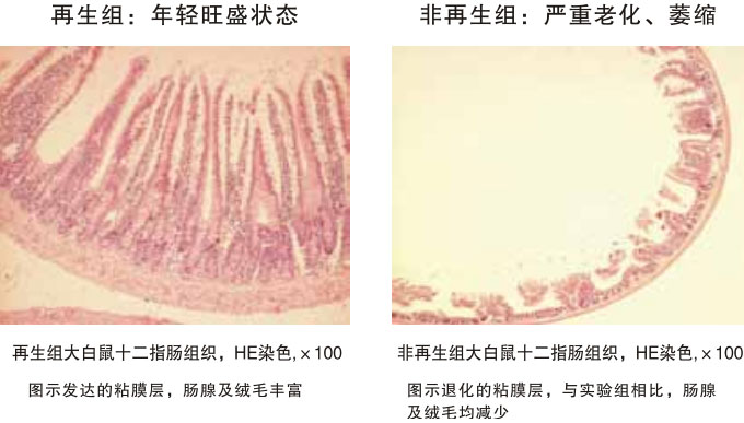 菲彩国际集团_四、动物体内原位再生回复实验期(2002—2007年)