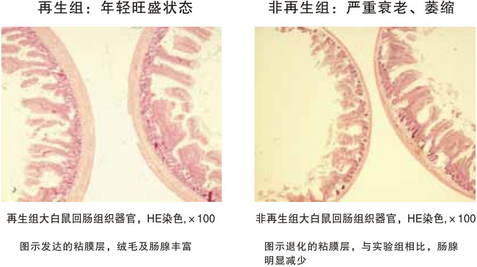 菲彩国际集团_四、动物体内原位再生回复实验期(2002—2007年)