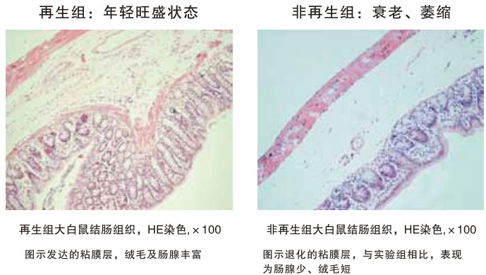 菲彩国际集团_四、动物体内原位再生回复实验期(2002—2007年)