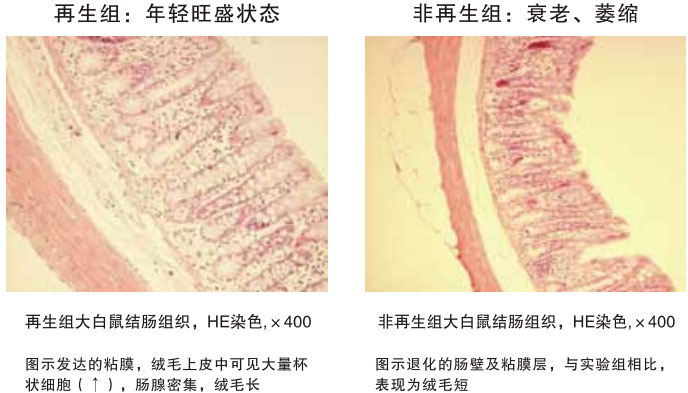 菲彩国际集团_四、动物体内原位再生回复实验期(2002—2007年)