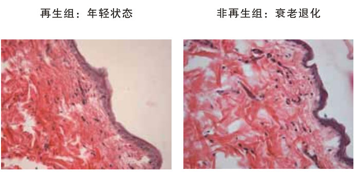 菲彩国际集团_四、动物体内原位再生回复实验期(2002—2007年)