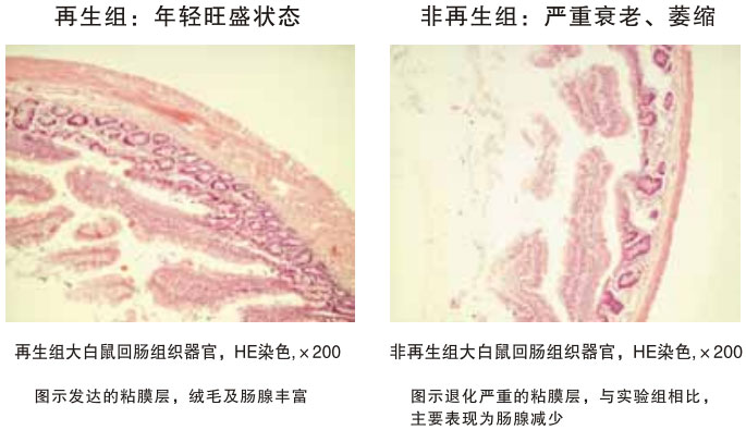 菲彩国际集团_四、动物体内原位再生回复实验期(2002—2007年)