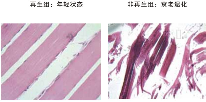 菲彩国际集团_四、动物体内原位再生回复实验期(2002—2007年)