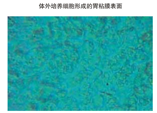 菲彩国际集团_三、动物体外克隆实验重复期（1997-2002年）
