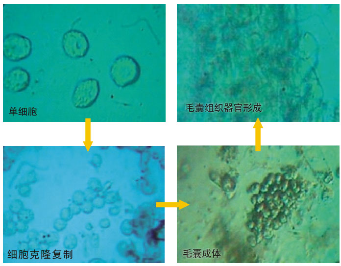 菲彩国际集团_三、动物体外克隆实验重复期（1997-2002年）