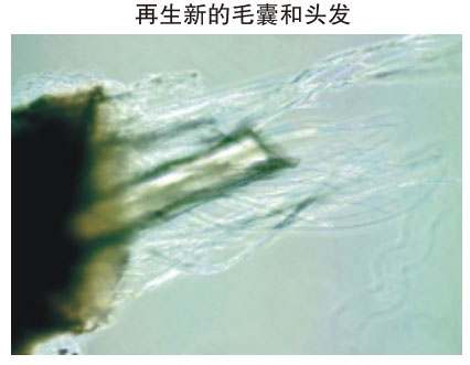菲彩国际集团_三、动物体外克隆实验重复期（1997-2002年）