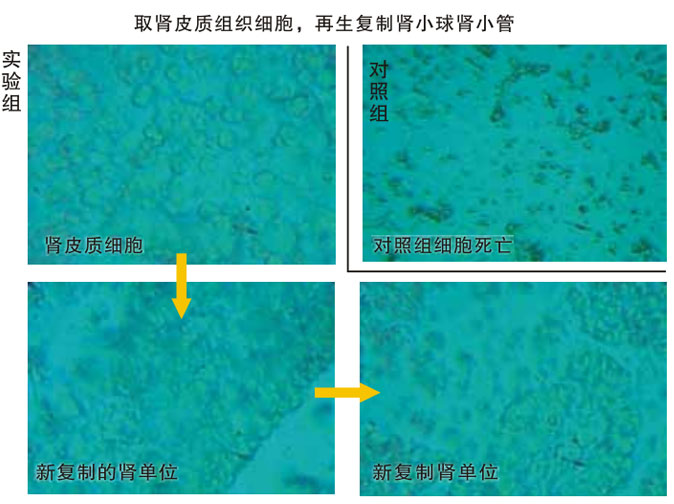 菲彩国际集团_三、动物体外克隆实验重复期（1997-2002年）