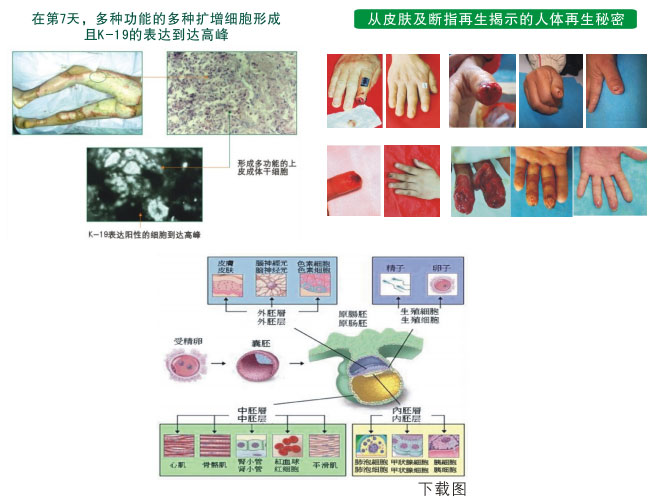 菲彩国际集团_二、人体再生的基础