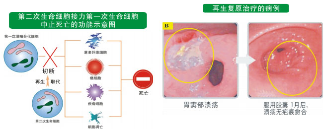 菲彩国际集团_二、人体再生的基础