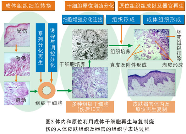 菲彩国际集团_三、以多器官再生研究的效果为基础探讨再生医学与疗法的远景