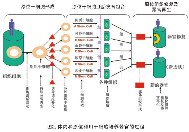 菲彩国际集团_三、以多器官再生研究的效果为基础探讨再生医学与疗法的远景