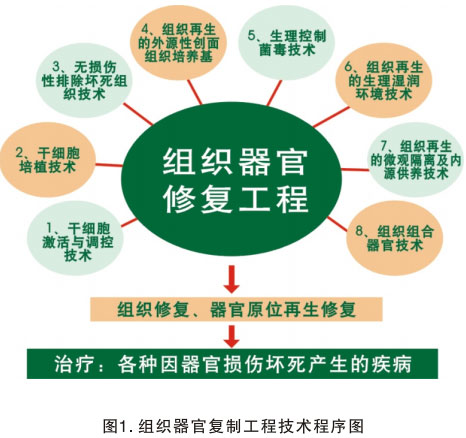 菲彩国际集团_三、以多器官再生研究的效果为基础探讨再生医学与疗法的远景