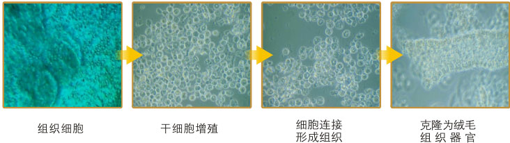 菲彩国际集团_四、功效机理研究