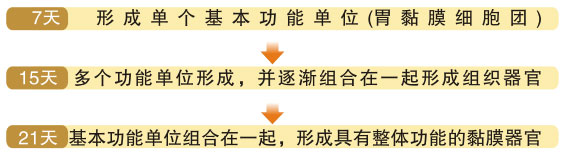菲彩国际集团_四、功效机理研究