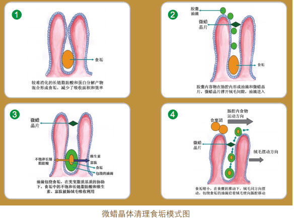 菲彩国际集团_四、功效机理研究