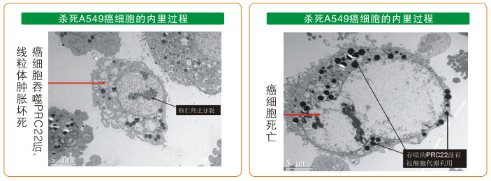 菲彩国际集团_七、癌症的神秘以及癌症与再生物质的关系