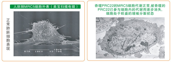 菲彩国际集团_七、癌症的神秘以及癌症与再生物质的关系