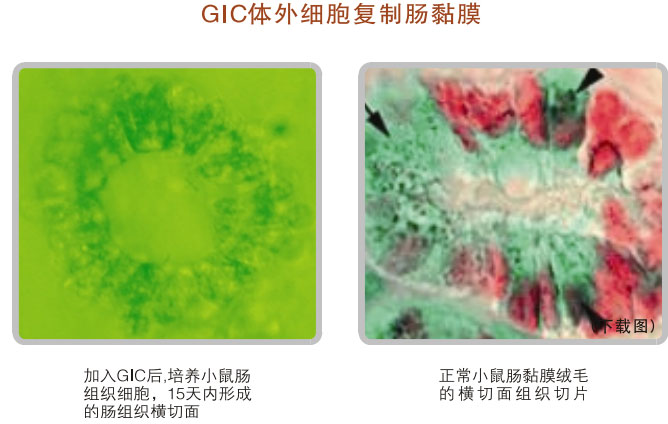 菲彩国际集团_五、科学验证