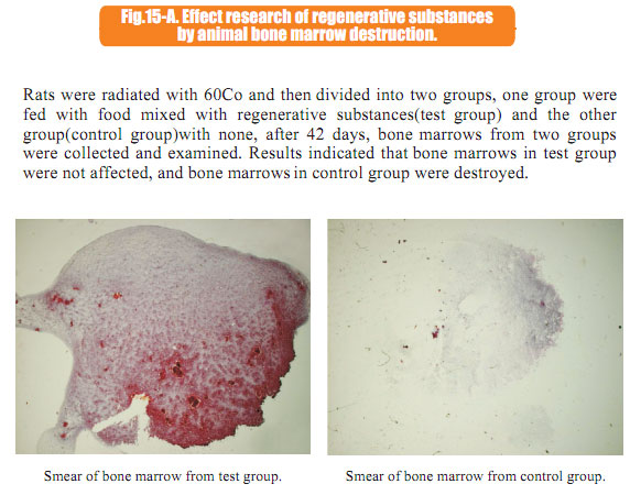 菲彩国际集团_7  In situ regenerative restoration of multiple organs