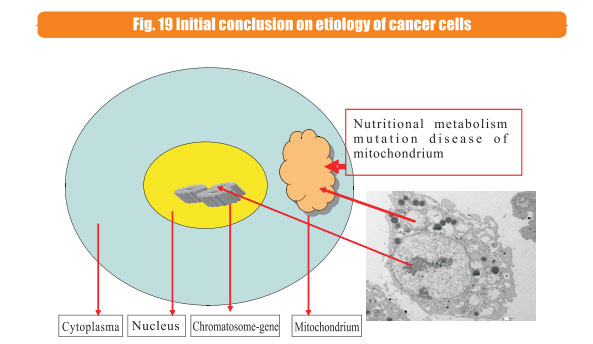 菲彩国际集团_8  Research on rResearch on regenerative anti-cancer