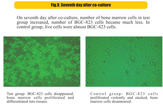 菲彩国际集团_8  Research on rResearch on regenerative anti-cancer
