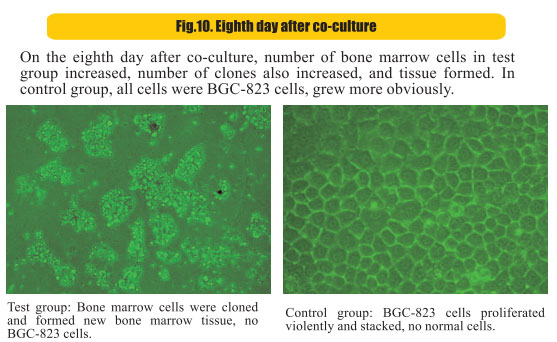 菲彩国际集团_8  Research on rResearch on regenerative anti-cancer