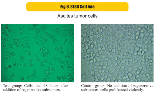 菲彩国际集团_8  Research on rResearch on regenerative anti-cancer