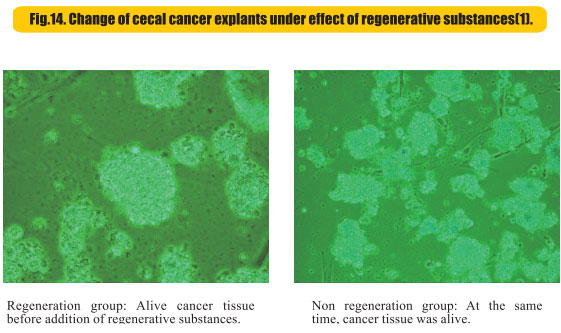 菲彩国际集团_8  Research on rResearch on regenerative anti-cancer
