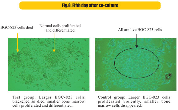 菲彩国际集团_8  Research on rResearch on regenerative anti-cancer