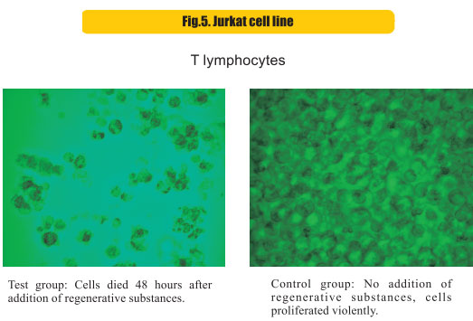 菲彩国际集团_8  Research on rResearch on regenerative anti-cancer