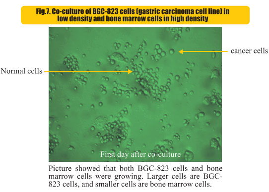 菲彩国际集团_8  Research on rResearch on regenerative anti-cancer