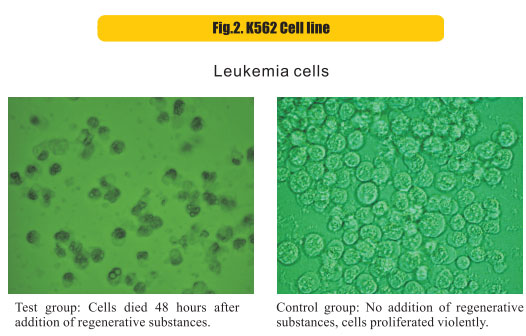 菲彩国际集团_8  Research on rResearch on regenerative anti-cancer