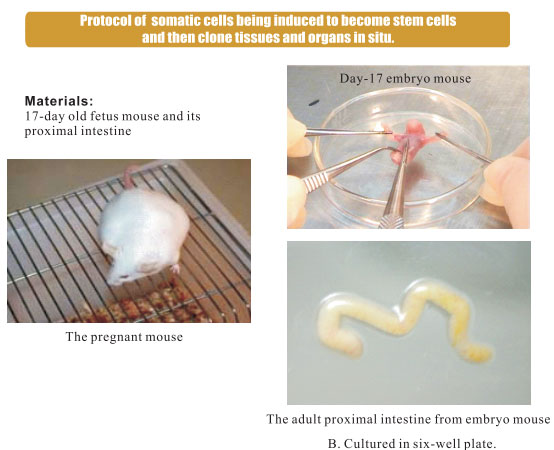 菲彩国际集团_3. Period of repetition of in vitro animal cloning tests (19
