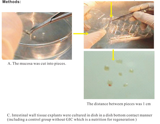 菲彩国际集团_3. Period of repetition of in vitro animal cloning tests (19
