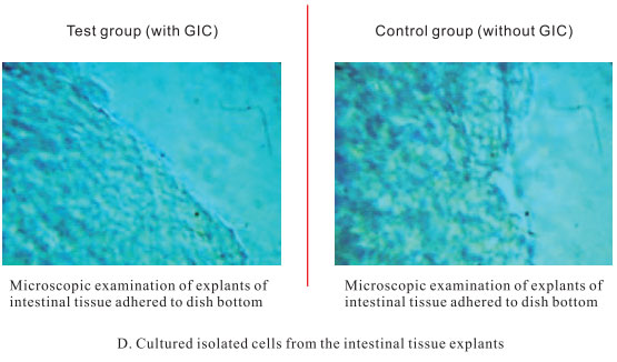 菲彩国际集团_3. Period of repetition of in vitro animal cloning tests (19