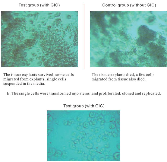 菲彩国际集团_3. Period of repetition of in vitro animal cloning tests (19